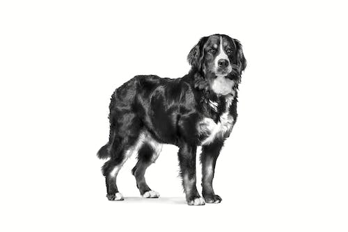 Royal Canin Veterinary Adult Large Dog Pienso para Perros - Imagen 6