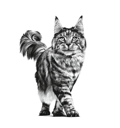 Royal Canin Veterinary Gastrointestinal Fibre Response para Gatos - Imagen 7