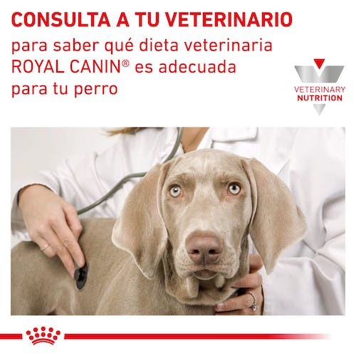 Royal Canin Veterinary Renal Select Dry Dog Pienso para Perros - Imagen 7