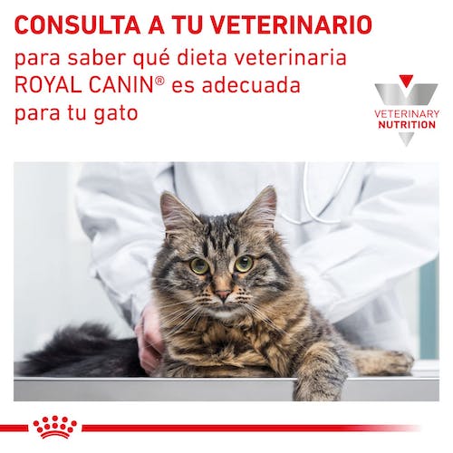 Royal Canin Veterinary Early Renal Pienso para Gatos - Imagen 6