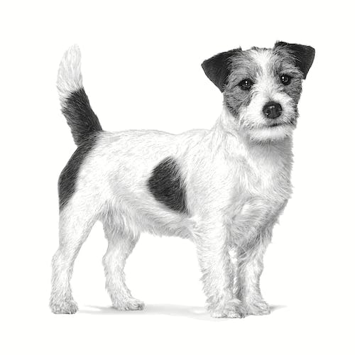 Royal Canin Veterinary Dental Small Dog - Imagen 2