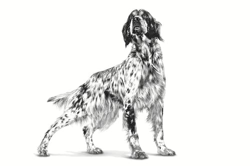 Royal Canin Veterinary Mobility Support Pienso para Perros - Imagen 7