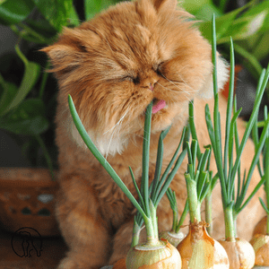 Qué no pueden comer los gatos