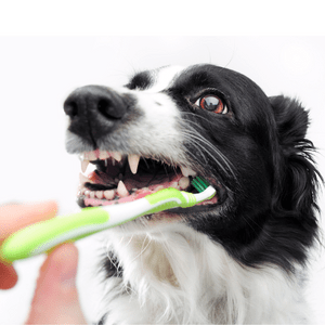 perro-cepillando-dientes