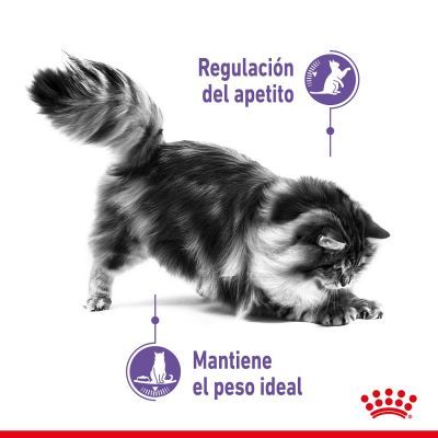 Royal Canin Appetite Control Pienso para Gatos - Imagen 2