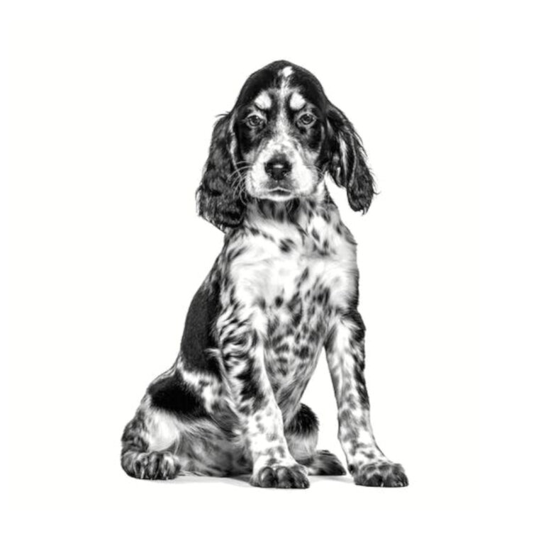 Royal Canin Veterinary Hypoallergenic Pienso para Cachorros - Imagen 3