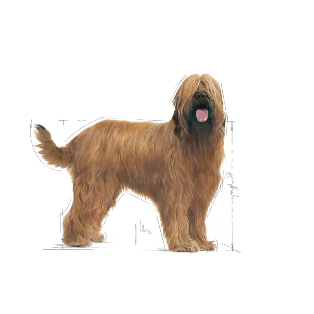 Royal Canin Dental Care Maxi Pienso para Perros 9kg - Imagen 3